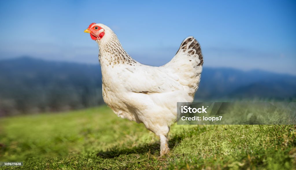 Poulet entier