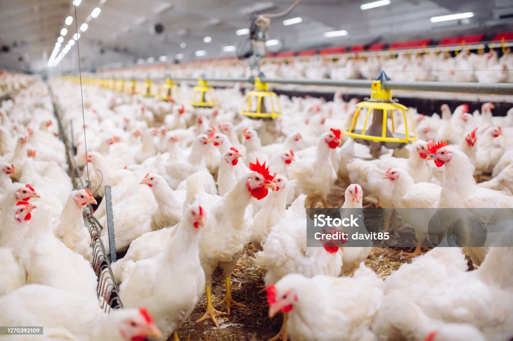 Poulets