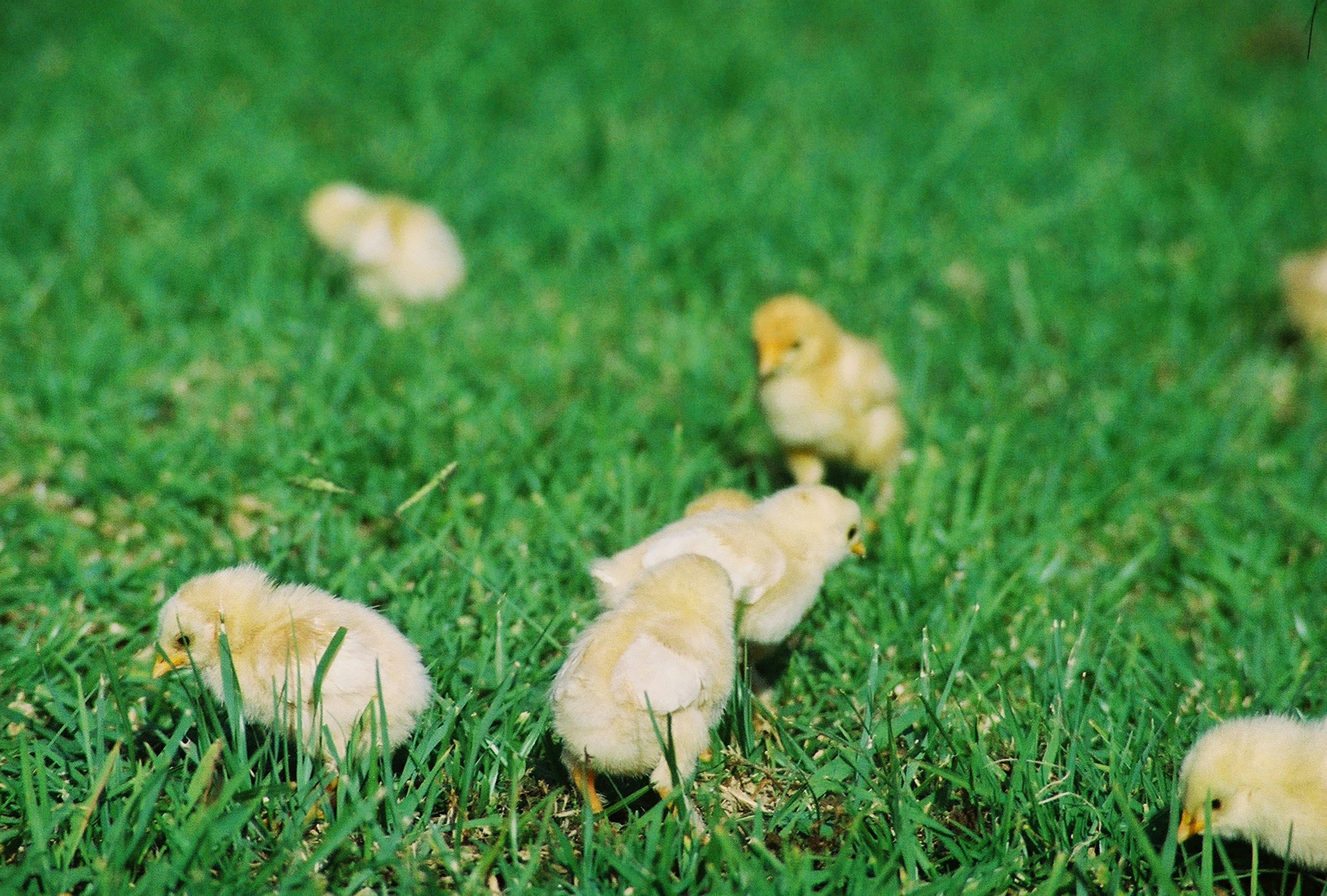 Poussin label